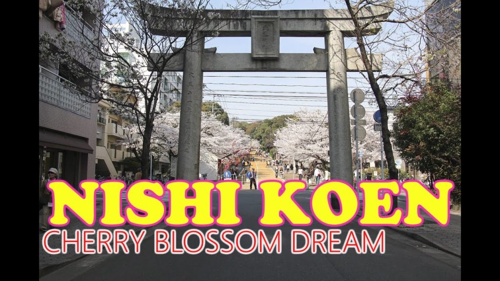 Nishi Koen Cherry Blossoms, Fukuoka City - Japan's Hidden Treasures❀ 福岡市西公園 ❀ Japan As It Truly Is