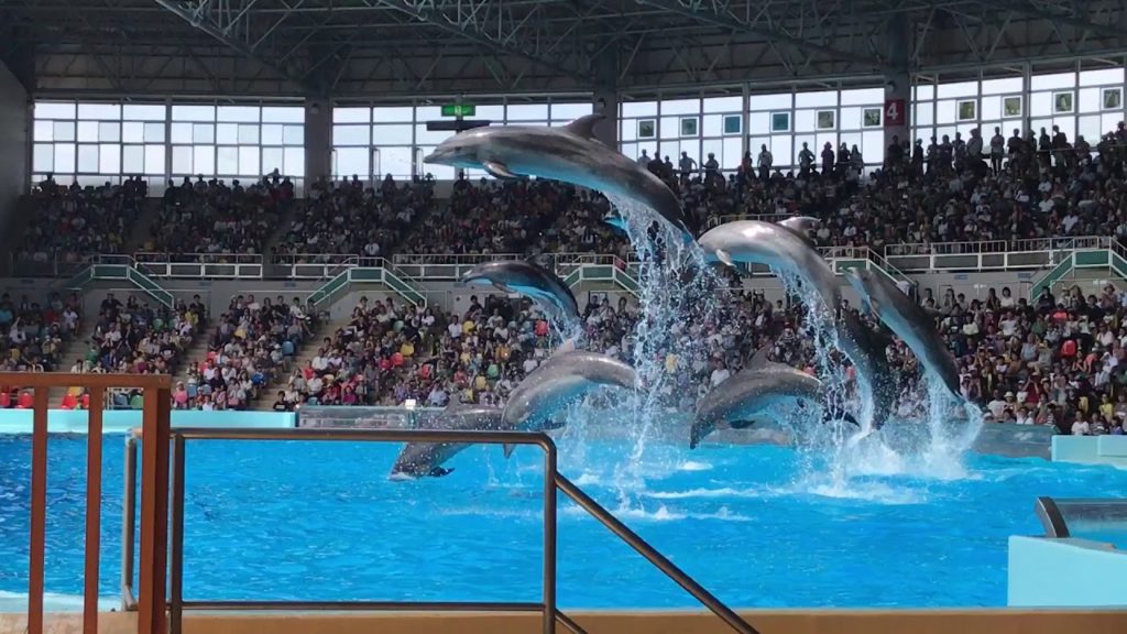 和歌山アドベンチャーワールドで絶対外せない動物＆ショー5選│トラベルjp＜たびねす＞