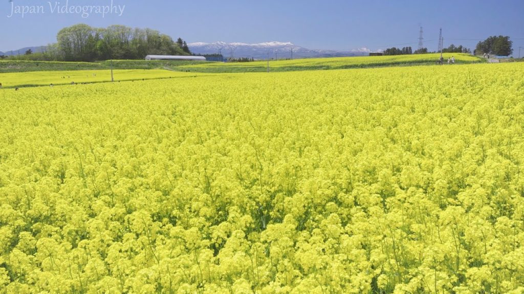 [4K]大崎市三本木・ひまわりの丘 菜の花まつり Osaki Canola Flower Festival in Miyagi Japan