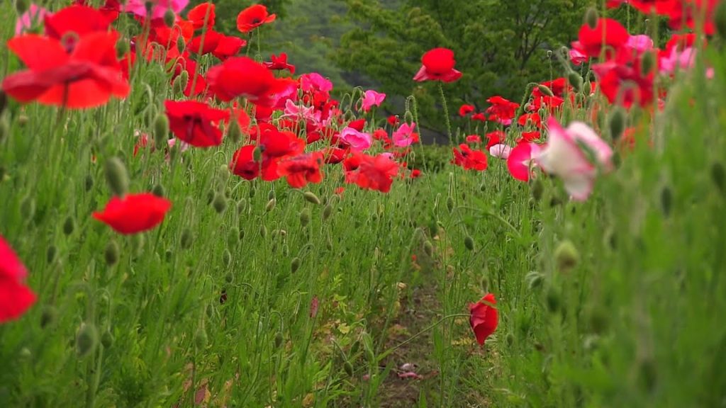 Poppy Festival 花の風景 宮城県 みちのく杜の湖畔公園 ポピー祭り Flower Attractions of Michinoku Park in Miyagi Japan