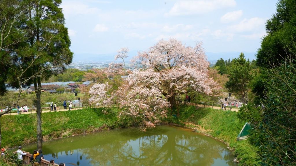 JG 4K 福岡 浅井の一本桜 Asai Ipponzakura,Fukuoka