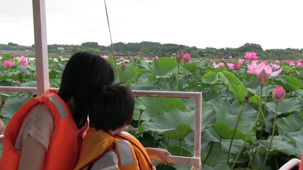 Lotus Blossom 宮城県 登米市長沼はすまつり 日本の美しい花の風景 Japanese beautuful flower's scenery in Naganuma Pond Lotus Blossom 宮城県 登米市長沼はすまつり 日本の美しい花の風景 Japanese beautuful flower's scenery in Naganuma Pond