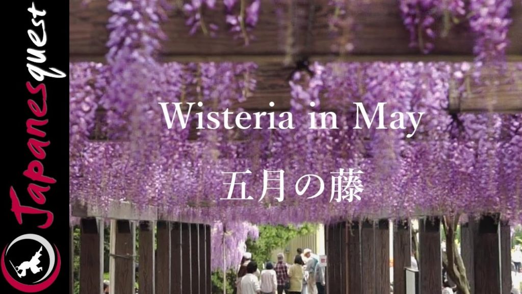 Wisteria in May [Short Film]
