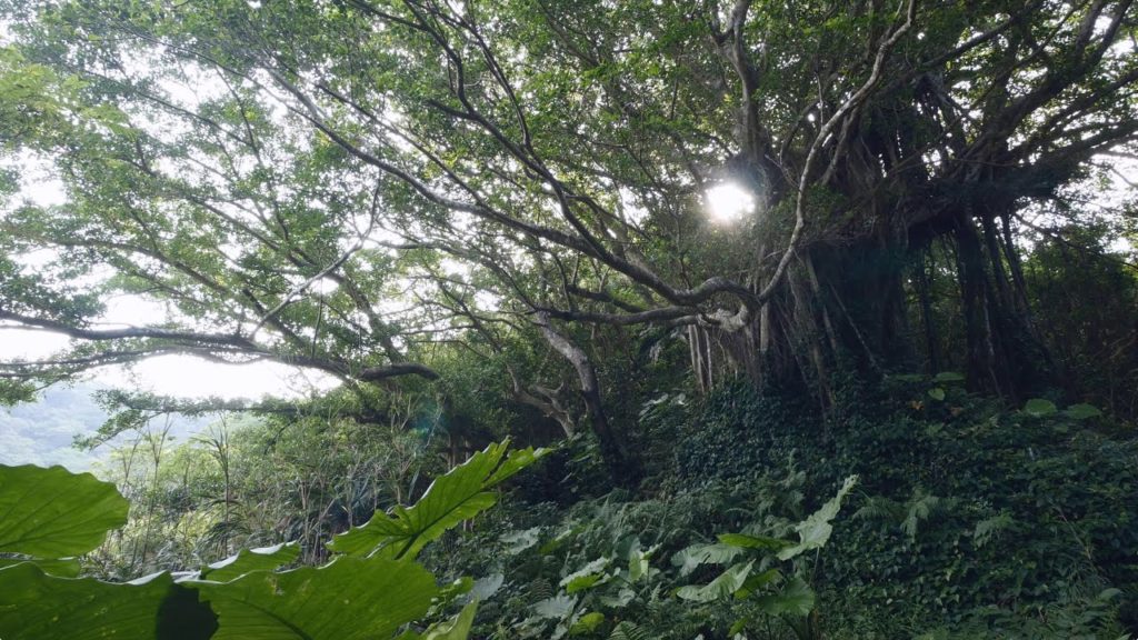 The Great Tree in Amami, Japan 4K (Ultra HD)  - 武名ガジュマル／奄美大島