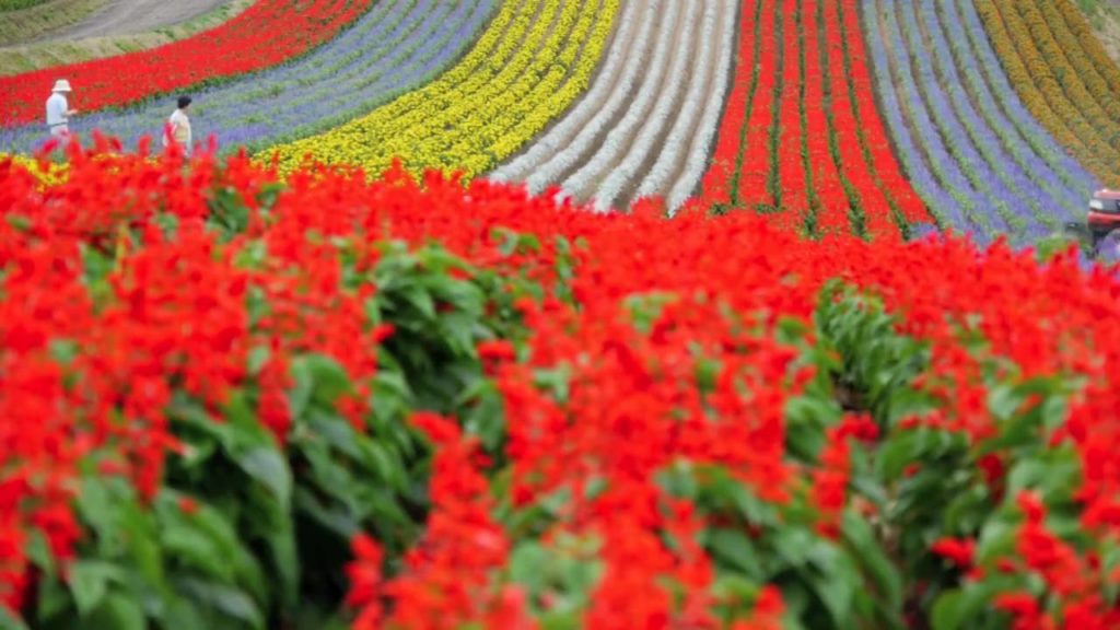 Lavender Gardens in  Furano＆Biei 富良野・美瑛のラベンダー 花の名所 花見頃 Flowers Garden 富良野観光　美瑛観光