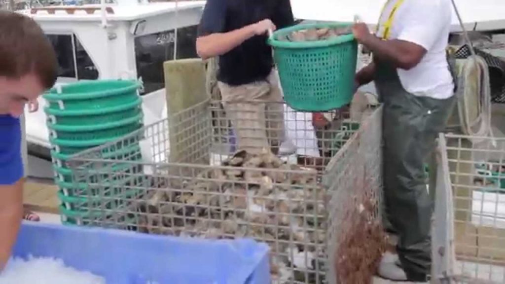 November is Virginia Oyster Month