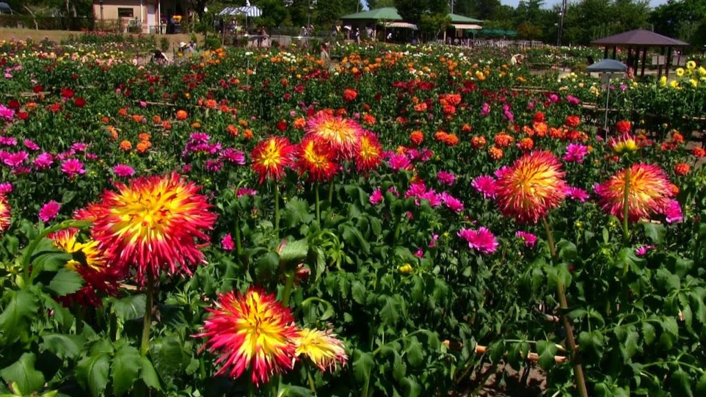 Kawanishi dahlia Garden やまがた川西ダリヤ園-10万本のダリアが咲く日本の美しい花の風景 Flower Attractions in Yamagata Japan