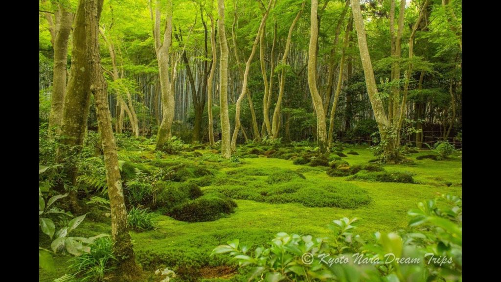 The Magical Moss Garden of the Gio-ji Temple in Sagano, Kyoto!