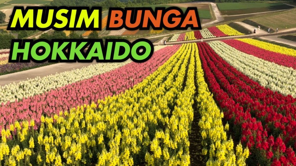 HGJ 139 - MUSIM BUNGA DI HOKKAIDO,,,CANTIK BANGETT!!!