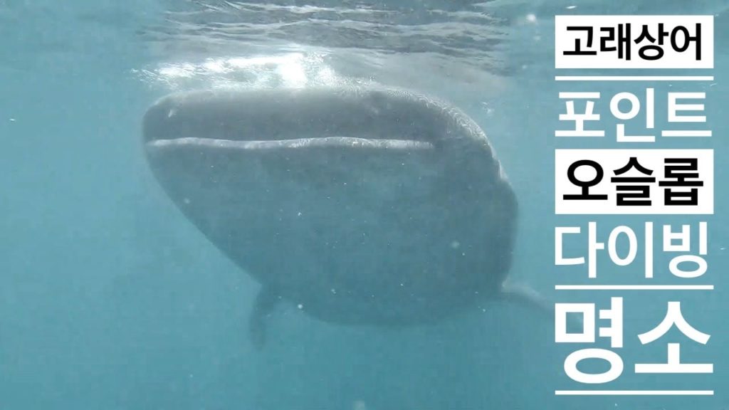 WHAT TO TRAVEL Cebu 고래상어 와 함께하는 오슬롭 다이빙 명소 수중영상 WHAT TO TRAVEL Cebu 고래상어 와 함께하는 오슬롭 다이빙 명소 수중영상