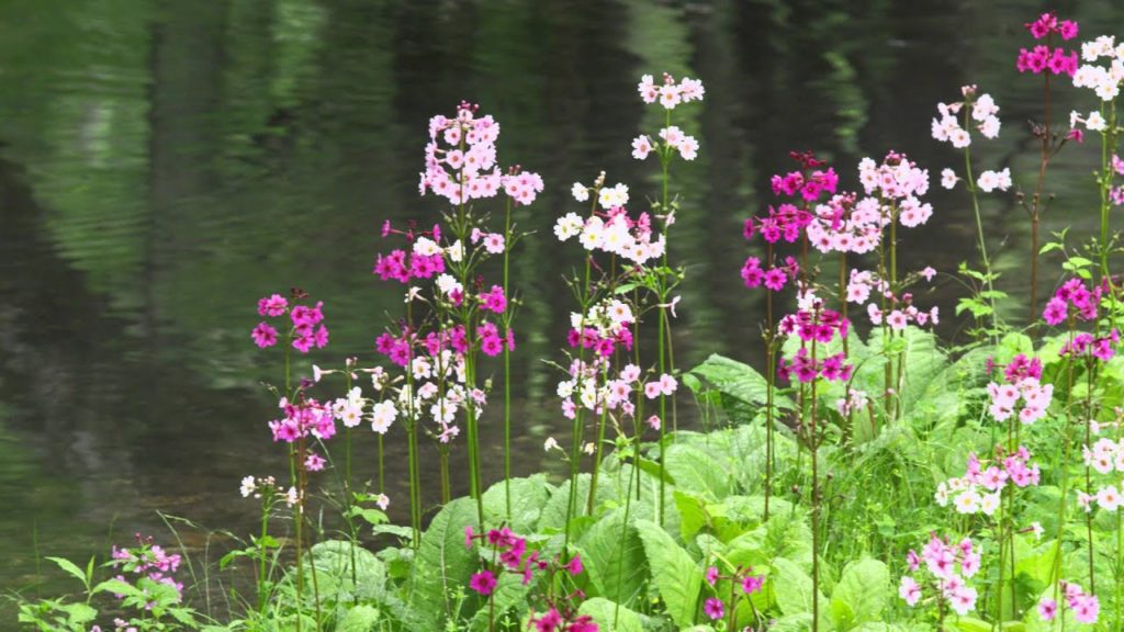 日光のクリンソウ Japanese Primrose in Nikko Japan 【4K UHD】日本の美しい風景　The Beautiful Scenery of Japan