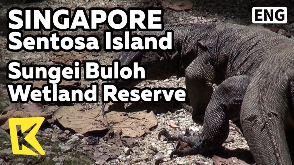 【K】Singapore Travel-Singapore[싱가포르 여행-싱가포르]숭아이불로 습지 보호지구/Sungei Buloh Wetland Reserve/Nature