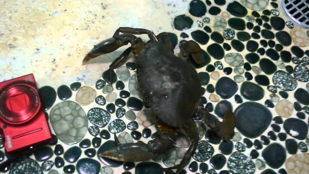 アキーラさん捕獲！浜名湖・どうまん蟹,Doman-clab,Lake-Hamana,Japan