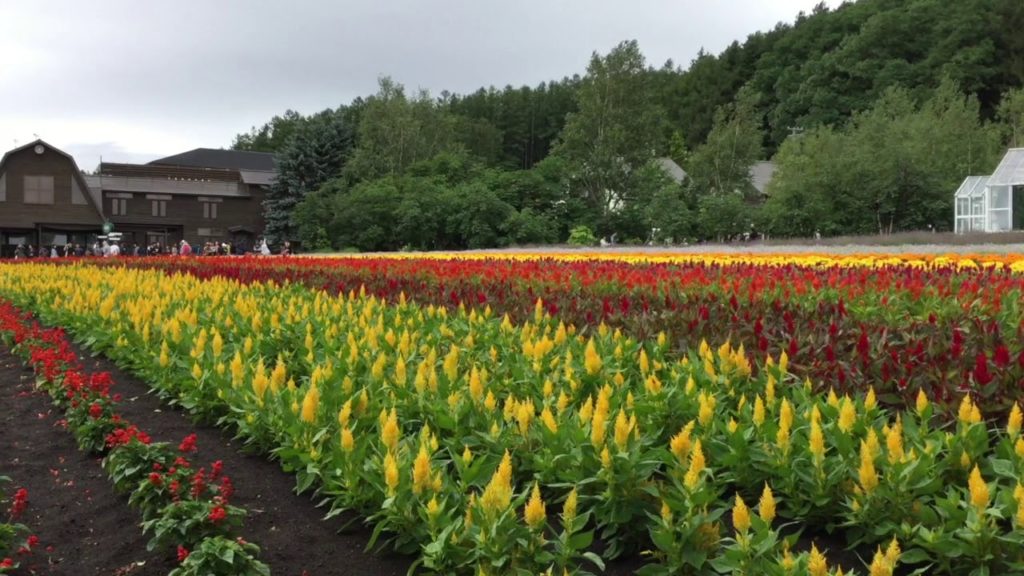 Travel Japan Hokkaido Nature　旅行動画 富良野へお花畑を見に行った  色鮮やかな景色に感動 北海道は見どころがたくさん！