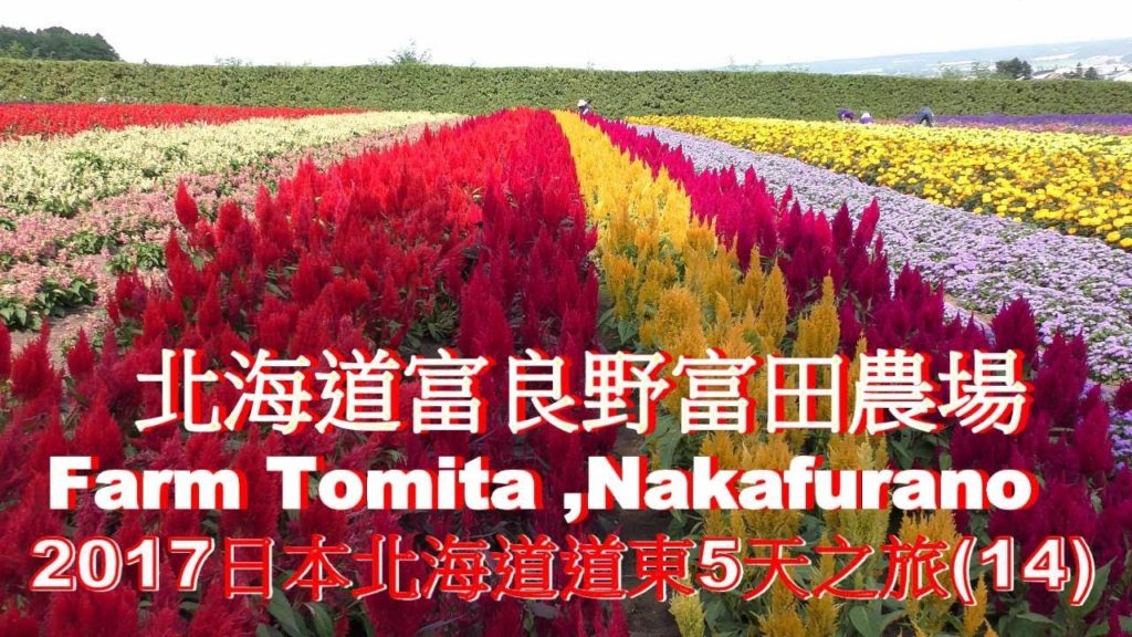 (4K) 2017北海道富良野富田農場,Farm Tomita Hokkaido,4K Ultra HD