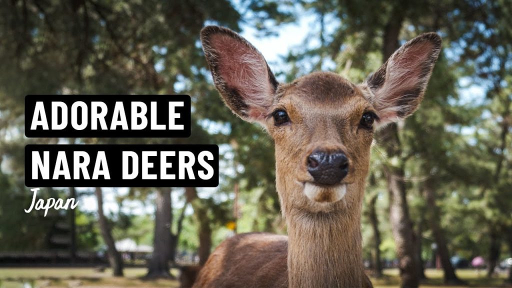 Visiting the BEAUTIFUL DEER of NARA: Amazing DAY TRIP from Osaka | Japan | Vlog 092