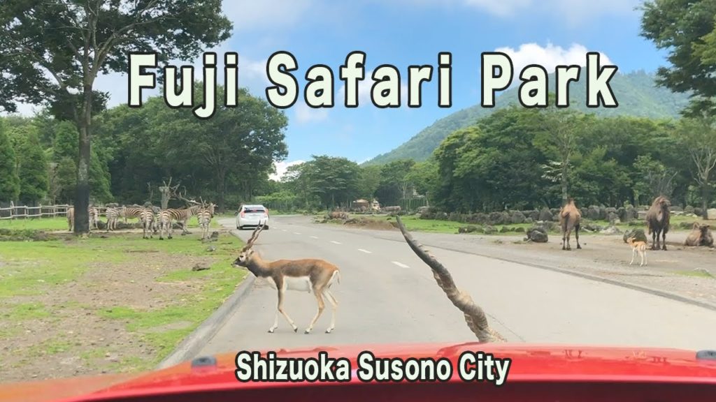 Driving in Japan – Fuji Safari Park – A zoo where you can see animals while riding a car. Driving in Japan - Fuji Safari Park - A zoo where you can see animals while riding a car.