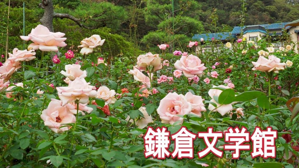 Rose garden at #Kamakura Museum of Literature in the fall of 2019. 鎌倉文学館　#4K