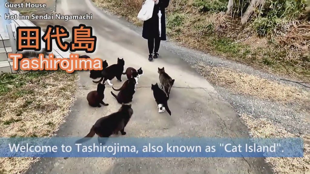 The Japanese cat island: Tashirojima!