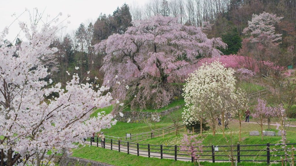 [ 4K Ultra HD ] 大和路-桜巡り Sakura Tour in YAMATO-Road (Shot on RED EPIC)