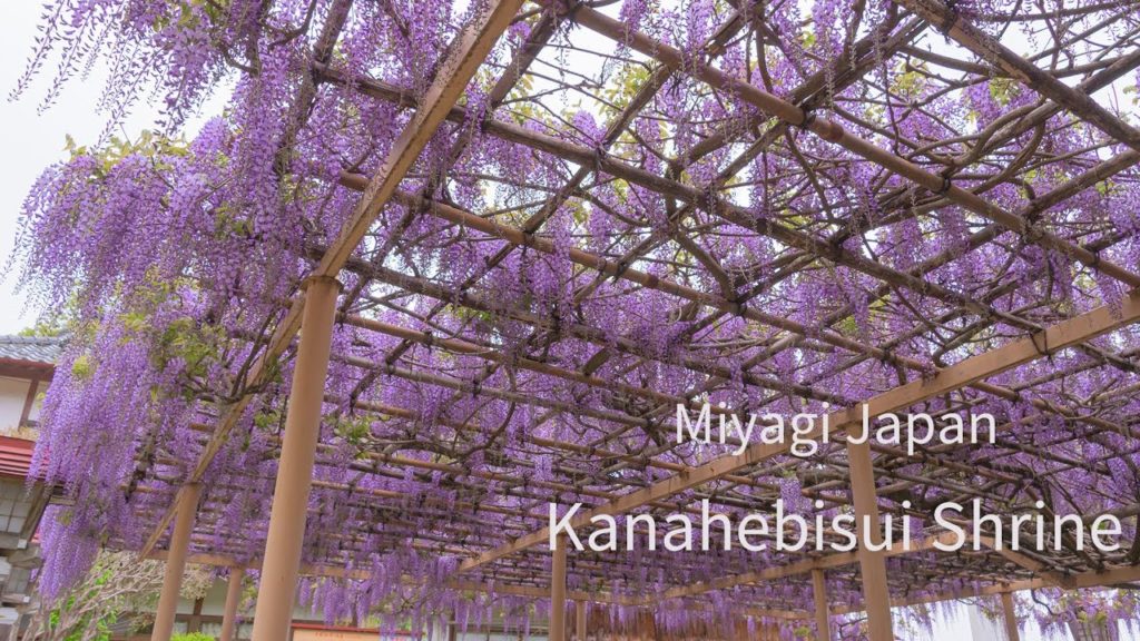 [4K]Kanahebisui Shrine 金蛇水神社 花まつり 九竜の藤 宮城県岩沼市 花の名所 wisteria Flower Festival in Miyagi Japan