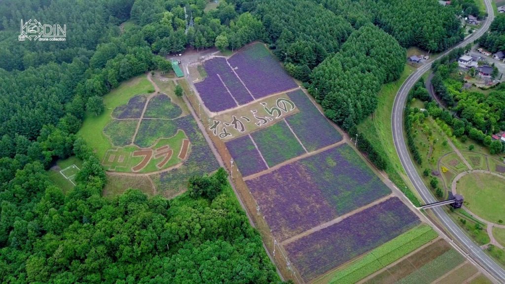2017 年富良野之旅（上）：北の花海