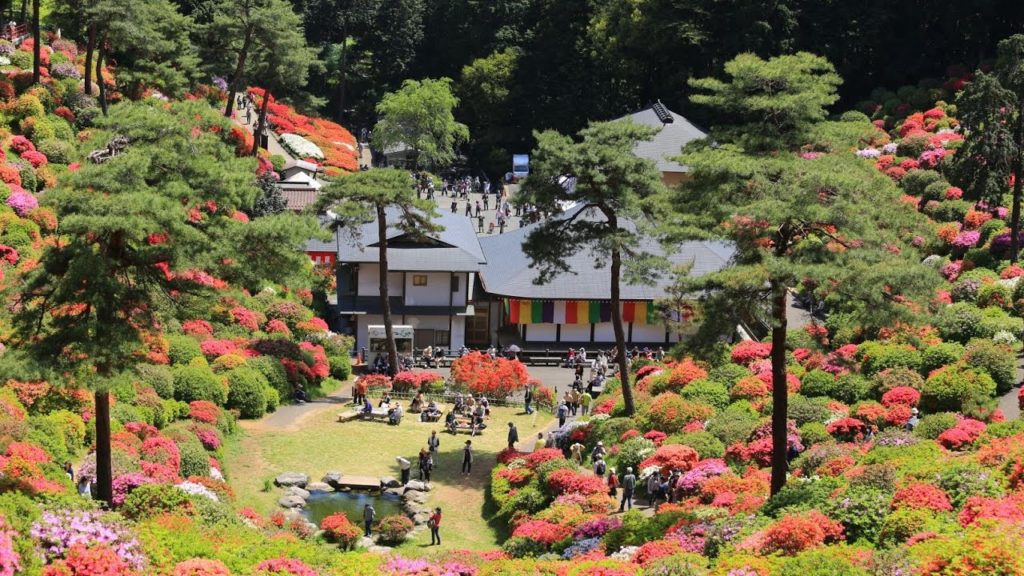 JG 4K 東京 塩船観音寺のツツジ Shiofunekannonji,Tokyo