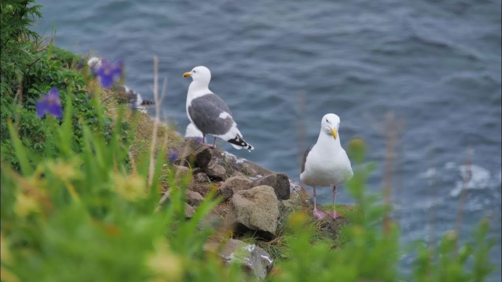 JG☆☆☆ 4K HDR 北海道 知床 オロンコ岩の花と海鳥 Hokkaido,Shiretoko Oronkoiwa Wild Flowers and Birds