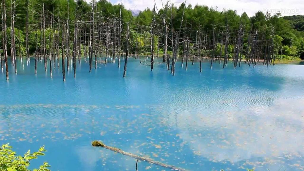 青い池 @北海道美瑛町 Blue Pond in Biei Hokkaido