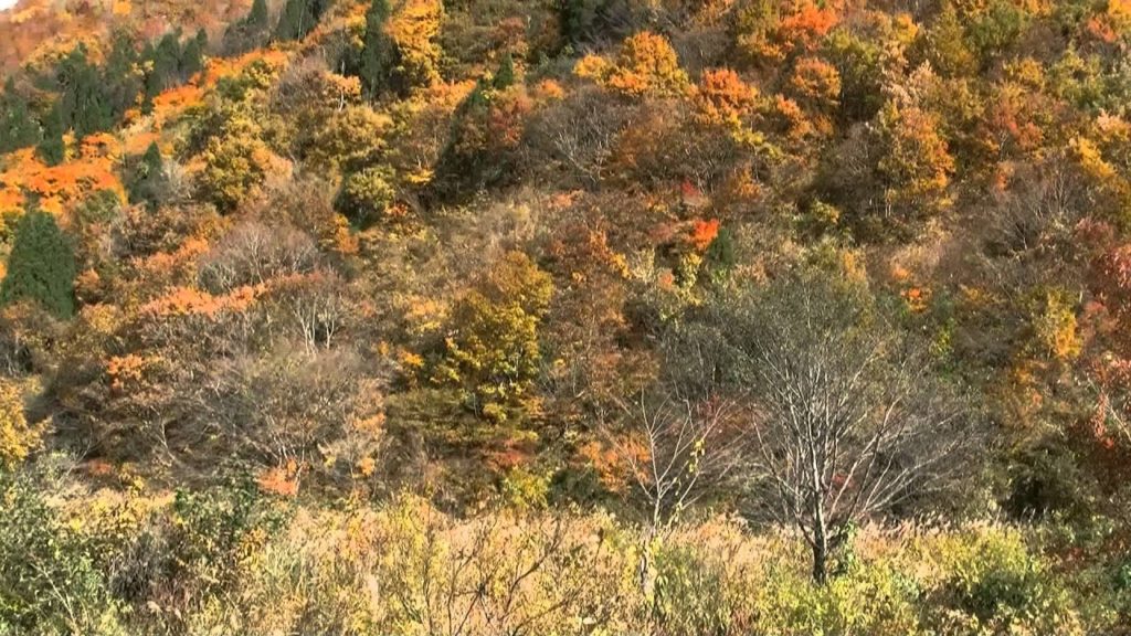 アキーラさん利用①国道157号線・福井県大野市付近Route157,Fukui,Japan