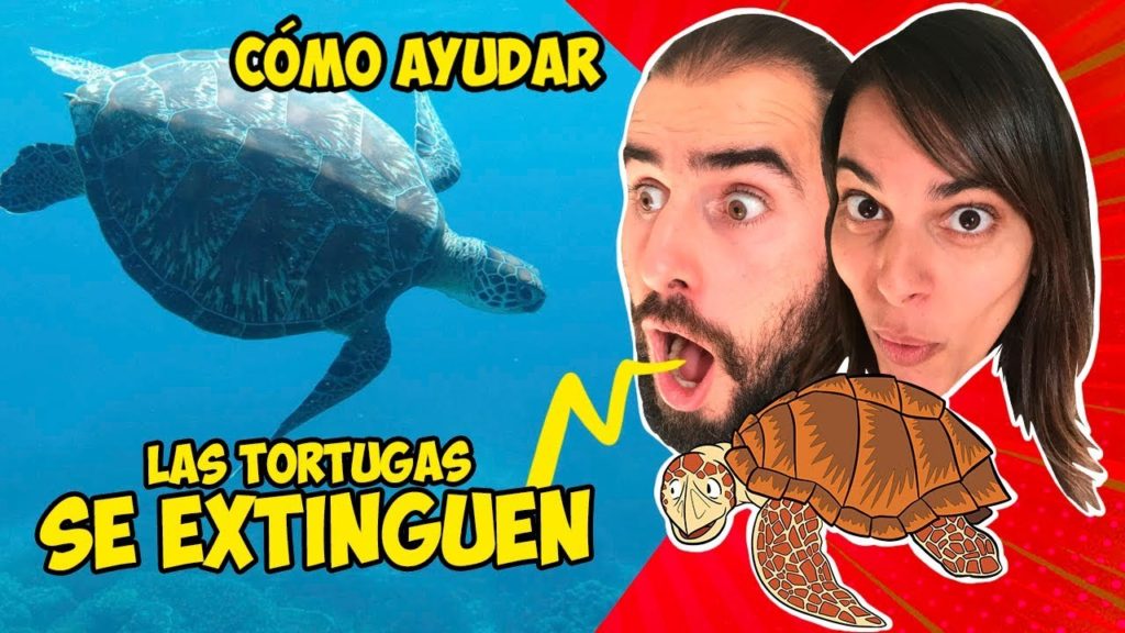 CÓMO AYUDAR a las TORTUGAS MARINAS en PELIGRO. YAKUSHIMA | JAPÓN 🐢
