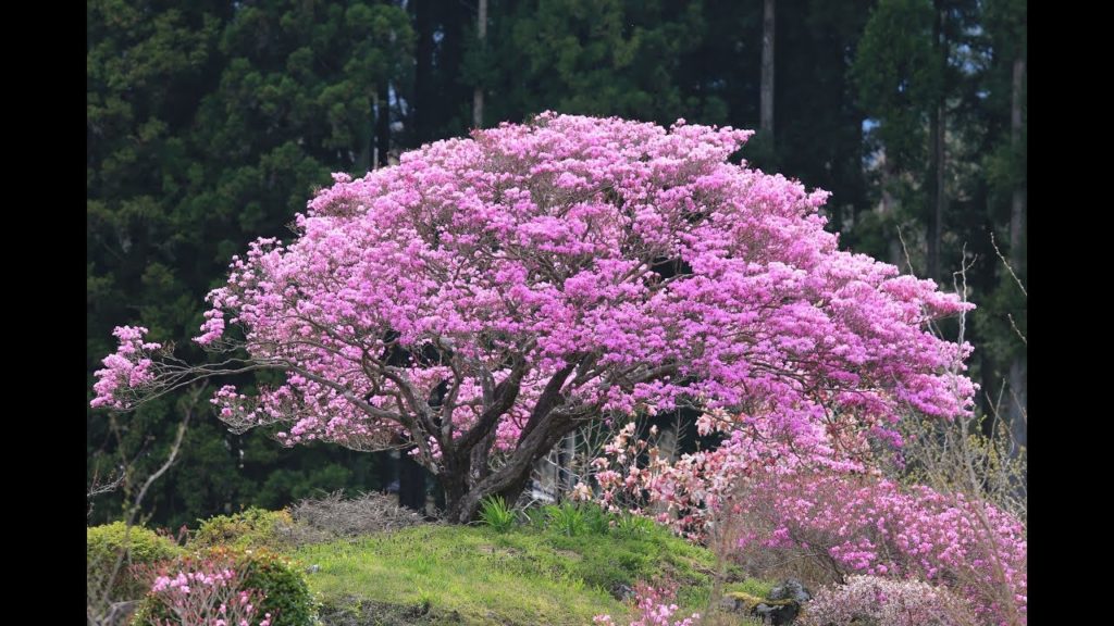 JG☆☆4K 静岡 猪之頭のミツバツツジと富士山(県天然記念物) Shizuoka,Azarea at Inokashira and Fuji(Pref.Natural Monument)