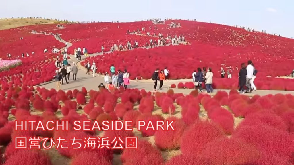 HITACHI SEASIDE PARK – 国営ひたち海浜公園　(コキア)