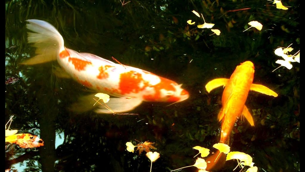 Zen Garden – Beautiful Koi Pond – Mindfulness Stress Reduction Zen Garden - Beautiful Koi Pond - Mindfulness Stress Reduction