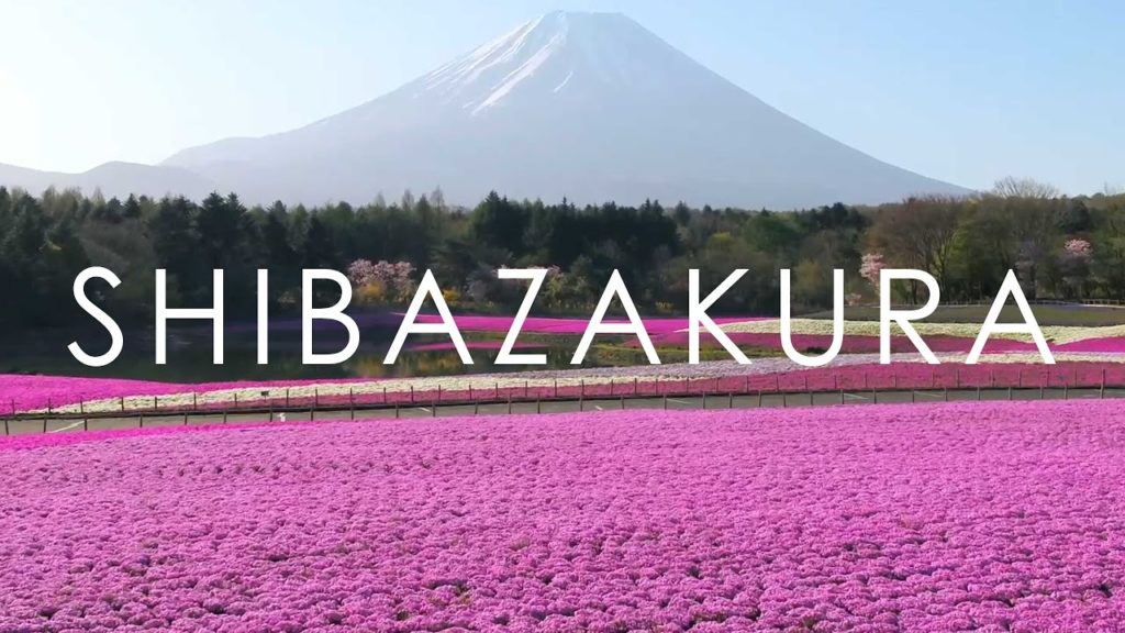 空撮 富士本栖湖リゾート 富士芝桜まつり / Mt. Fuji Pink Moss Festival at Lake Motosuko