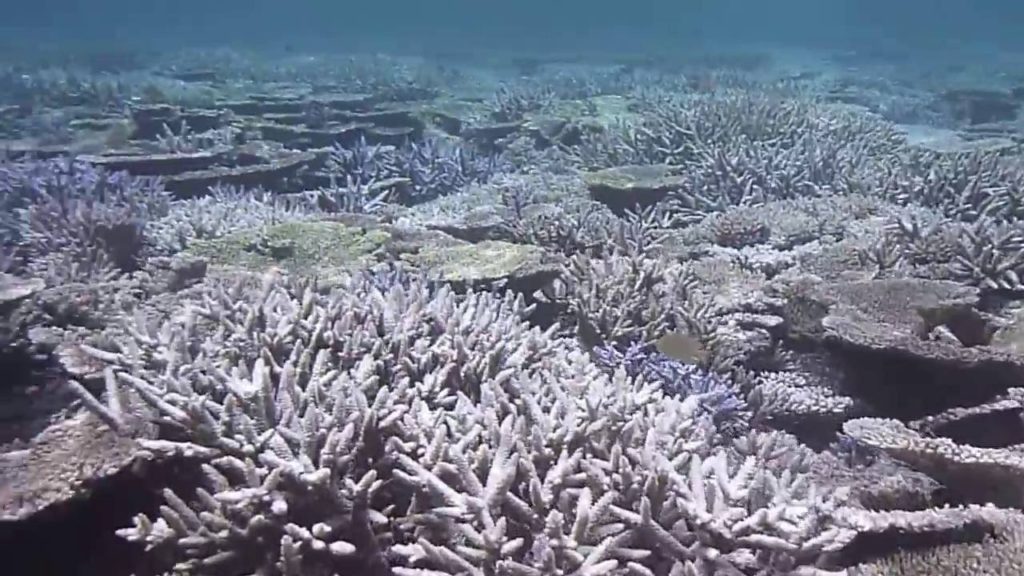 宮古島 八Beautiful coral reef重干瀬　ボートシュノーケリングゼイ