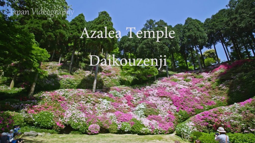 [4K]Azalea Temple 九州つつじ寺 大興善寺 契園 日本の美しい風景(佐賀県) Daikouzenji Tsutsuji Festival in Kyushu Japan