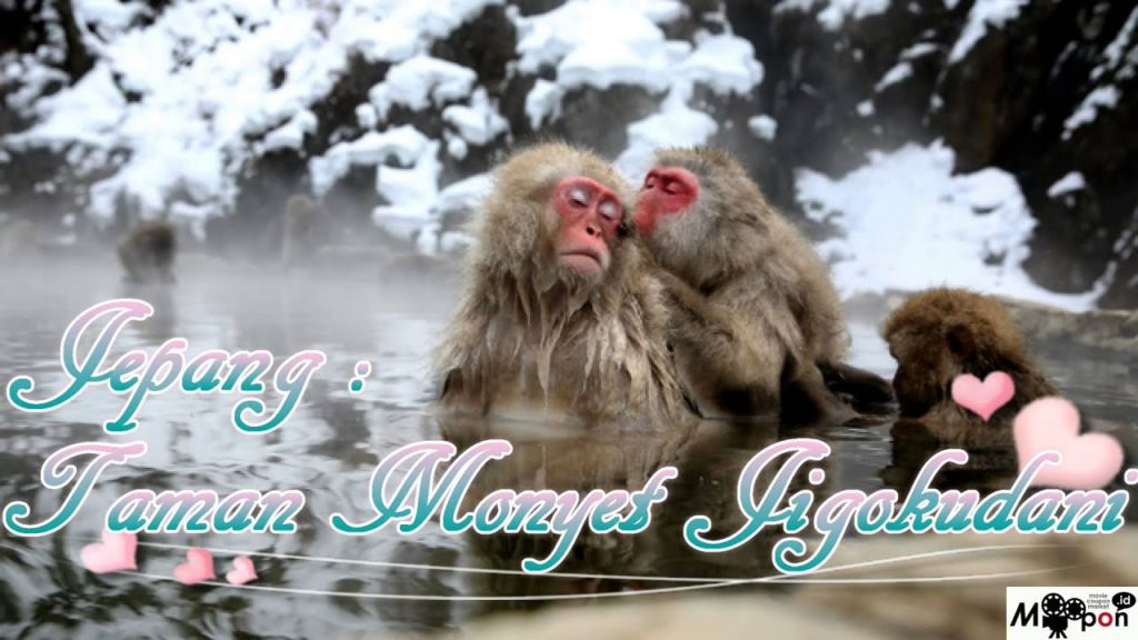 Wisata Jepang : Taman Monyet Jigokudani Monyet Mandi yang Lucu, Nagano, Jepang