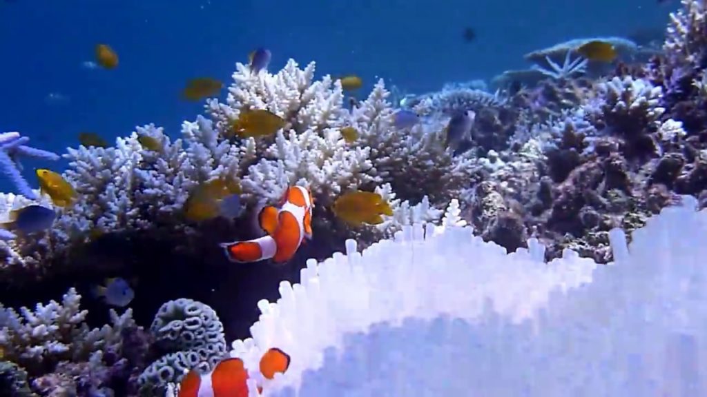 宮古島 Finding Nemo  Coral bleaching phenomenon 八重干瀬　白化現象のイソギンチャク
