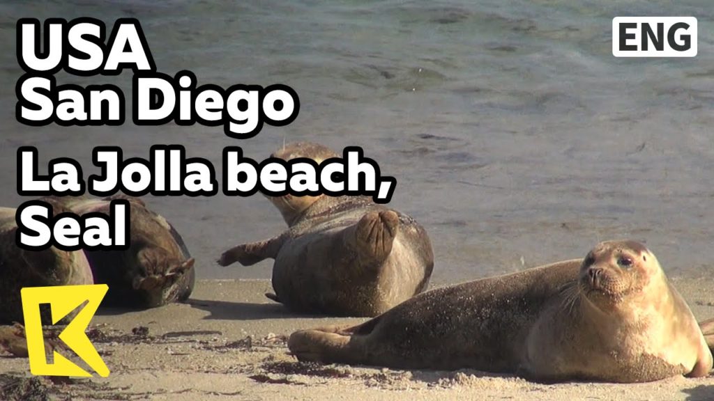 【K】USA Travel-San Diego[미국 여행-샌디에이고]라호야 해변의 바다표범/La Jolla beach/Seal/Pup