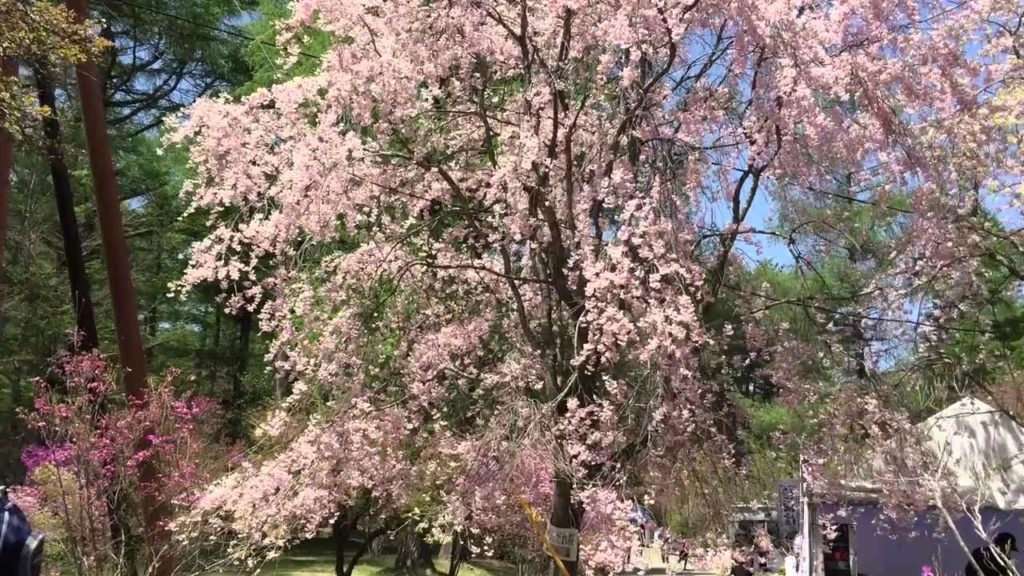 Cherry Blossoms near Mt. Fuji, Japan