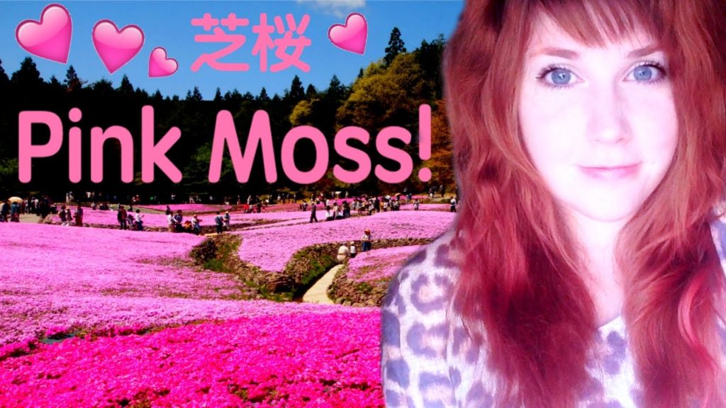 Let's Explore: Pink moss in Hyogo, Japan!