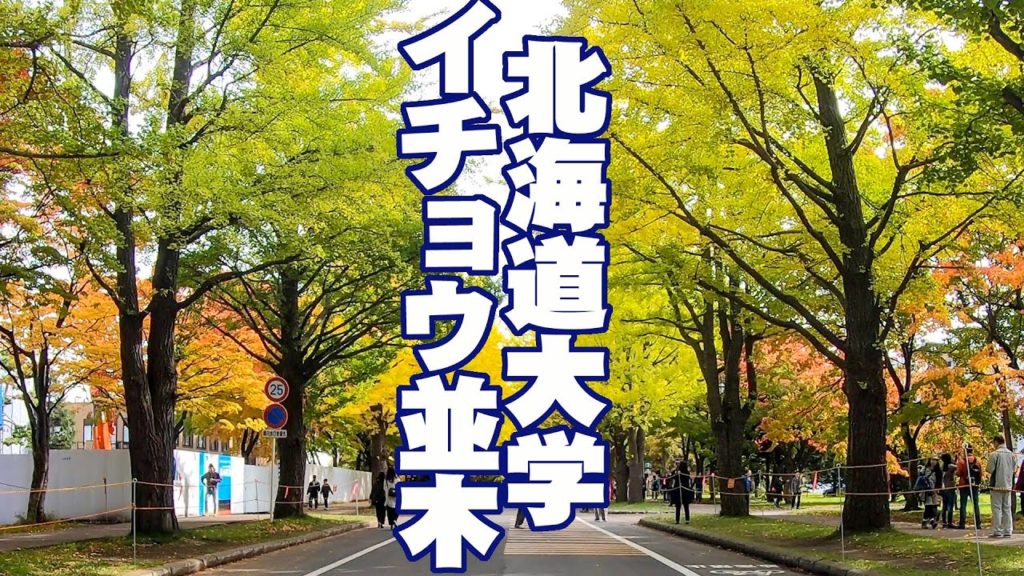 北海道大学のイチョウ並木　October 22 , 2019　HOKKAIDO UNIVERSITY