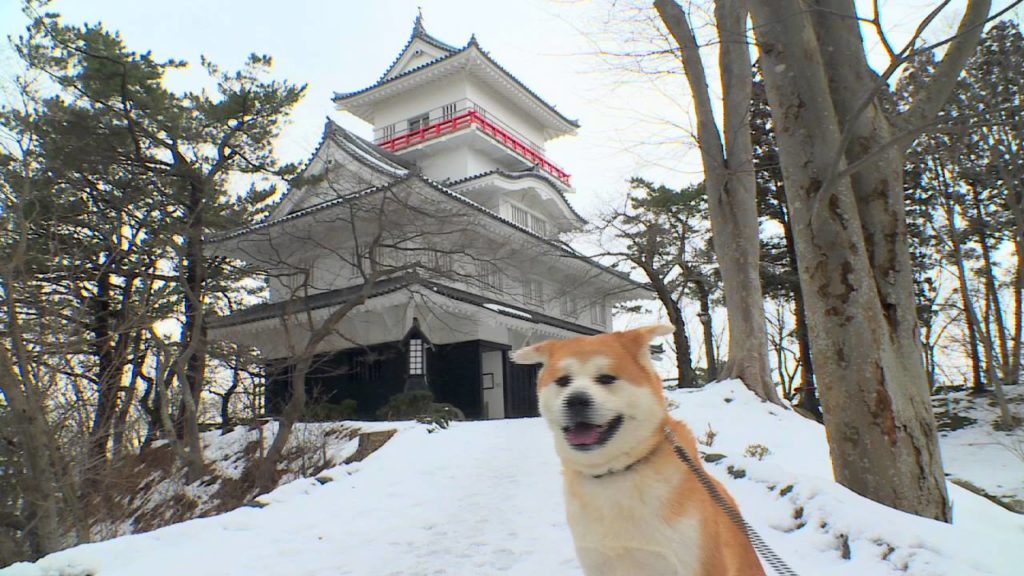 秋田犬ムービー / Akita Dog Movie「犬旅 Senshu Park Akita City 」