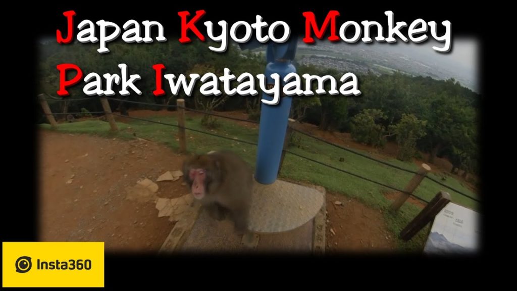 Japan Kyoto Monkey Park Iwatayama