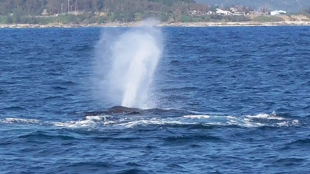 ザトウクジラ回遊シーズン到来　奄美大島