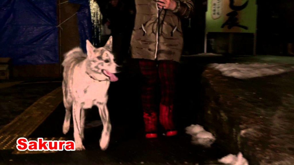 Akita Dog Movie 「犬旅 ‐Inukko Festival‐」