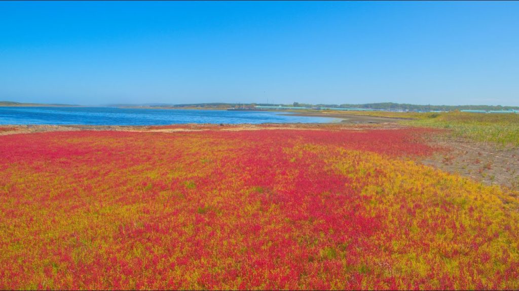 JG☆☆☆☆8K HDR 北海道 サロマ湖ワッカ原生花園 サンゴソウと秋の花 Hokkaido Wakka Wild Flower Park in Autumn
