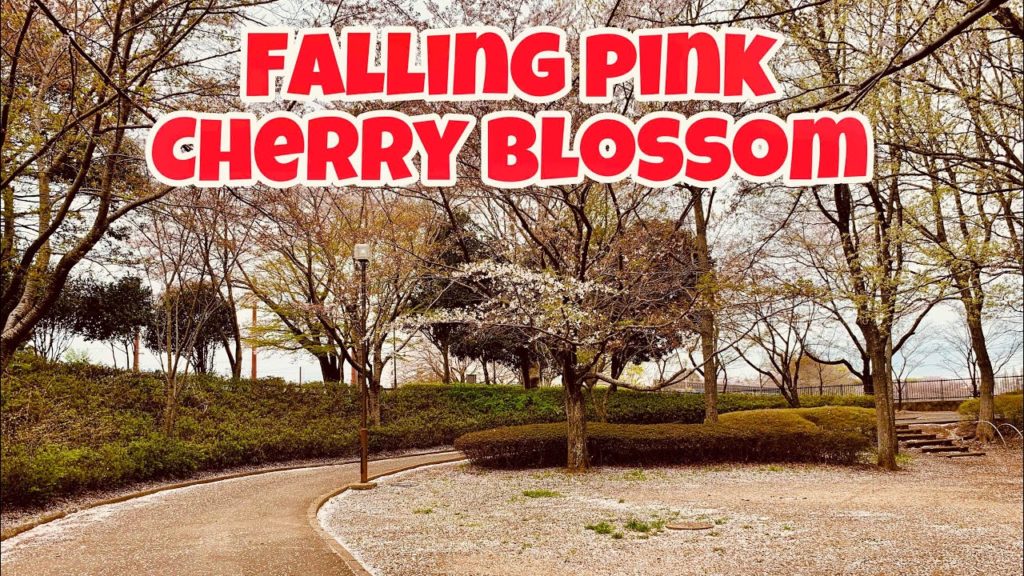 FALLING PINK CHERRY BLOSSOM: Japan sakura 2019 (Yotsukaido Total Park) FALLING PINK CHERRY BLOSSOM: Japan sakura 2019 (Yotsukaido Total Park)