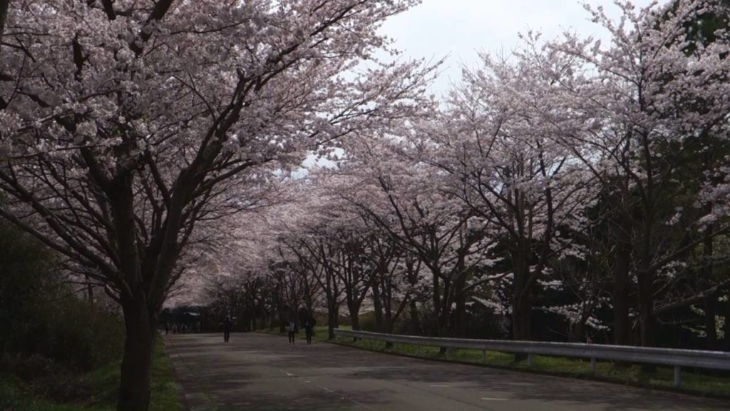 映画「海街diary 」(うみまちダイアリー)のロケ地 桜のトンネル